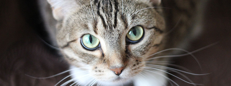 Belailah Haiwan Kesayangan